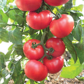 Hectarul - Seminte de tomate NEMESIS F1, 1000 seminte, YUKSEL